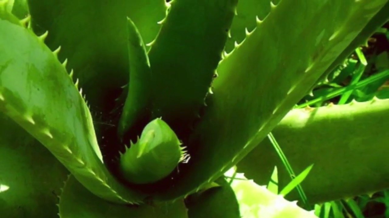 アロエベラ 子宮筋腫 Backstage