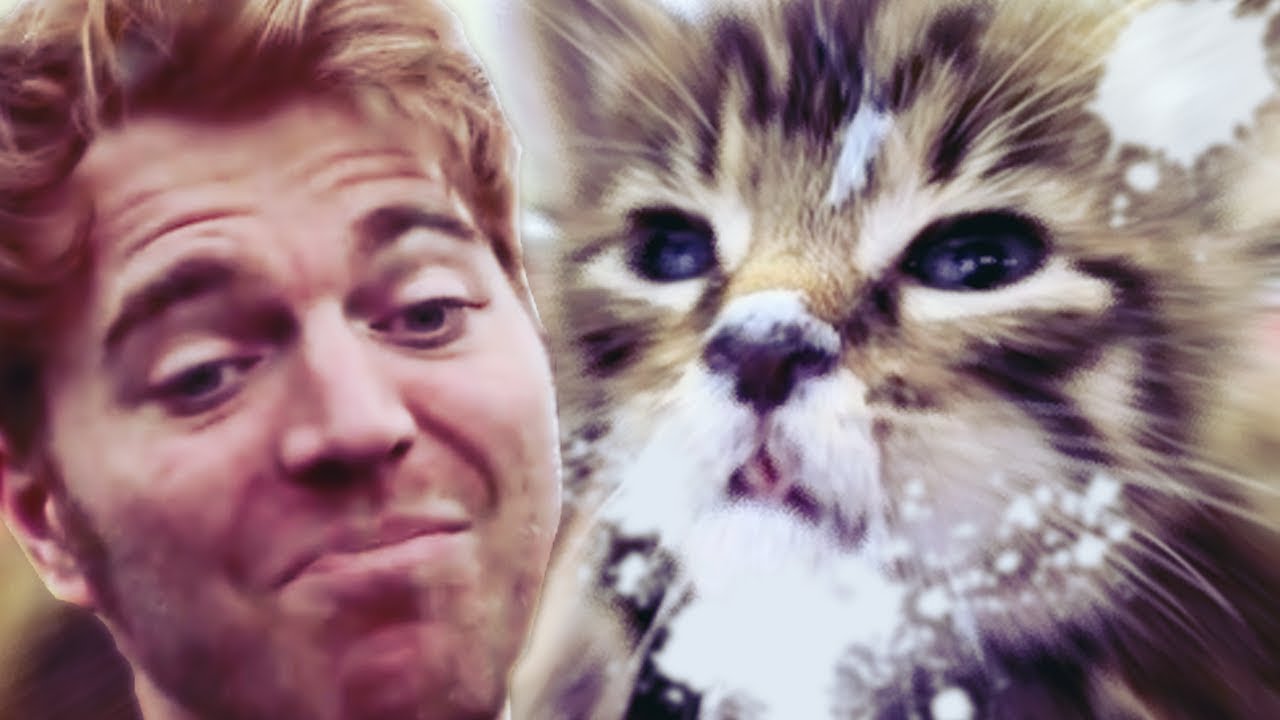 What's Wrong Shane? Cat Got Your Tongue ("Shane Dawson" Exposed) YouTube