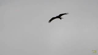 Il Volo Del Nibbio Reale Tra Le Dolomiti Lucane