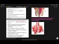 MORFOLOGÍA // DORSO MUSCLES // AUDIOVOICE // REPASO