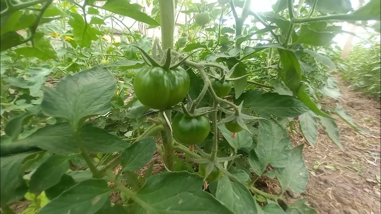 Томат Сашер Биг F 1 - YouTube
