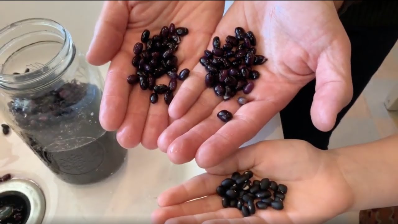 Episode 4 Beans and rice YouTube