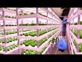 The process of a korean scientist growing fresh vegetables and delivering them to your home