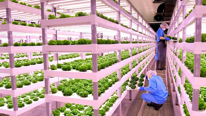 The process of a Korean scientist growing fresh vegetables and delivering them to your home.