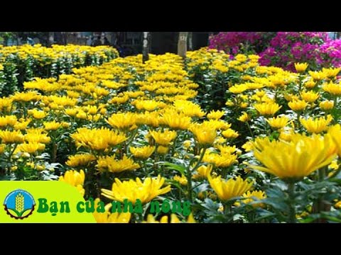 Video: Chăm Sóc Hoa Cúc - Mẹo Trồng Hoa Cúc Trong Vườn