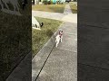 pls explain why dis donkey got my dog’s exact pose