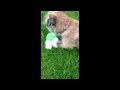 Mabel the border terrier  shreds ball