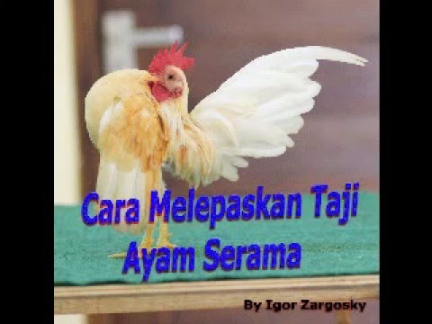 Cara mencabut Taji Ayam Serama Usia 10 tahun YouTube Cara mencabut Taji Ayam Serama Usia 10 tahun YouTube