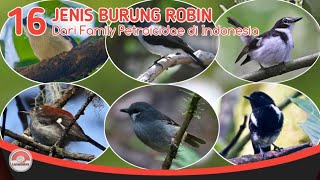 BURUNG ROBIN // ADA 16 JENIS DI INDONESIA