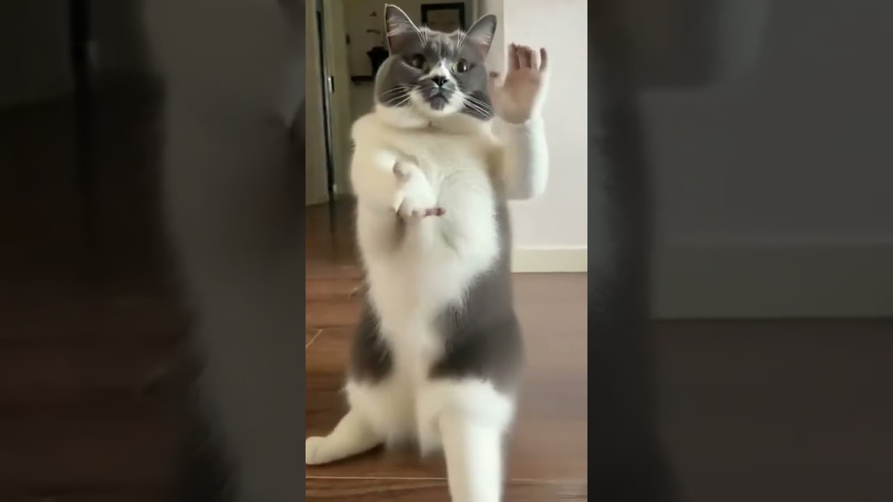 #funny #memeclip #funnymemes #cat #dankememes #funnypictures #memehub #youtubeshorts #eurovision