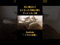 『車に轢かれて 亡くなった母猫の側に ずっといた子猫②【後編】』 #cat #保護猫活動 #保護猫 #子猫保護 #野良猫 #catrescue #rescuecat #ノラネコ屋敷
