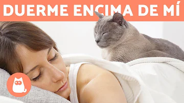 ¿Duermen los gatos cerca de las personas que les gustan?