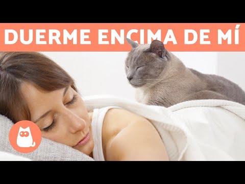 Video: ¿Por Qué Los Gatos Se Acuestan Sobre Una Persona, Incluida La Barriga Embarazada, En Un Lugar Dolorido?