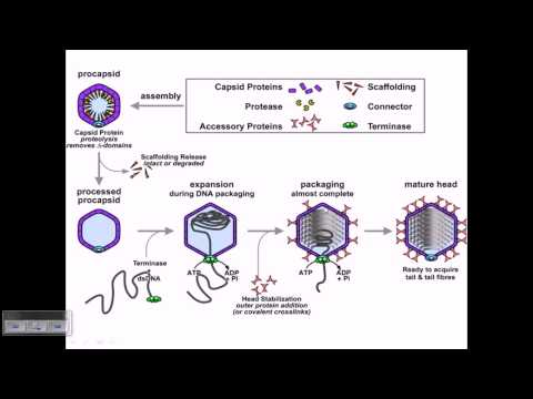 Video: Menjelajahi Heterogenitas Paparan Manusia Terhadap Vektor Malaria Di Lingkungan Perkotaan, Bouaké, Pantai Gading, Menggunakan Biomarker Immuno-epidemiologis