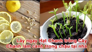 Lấy ngay Hạt Chanh trồng Cây Chanh làm cảnh trong chậu tại nhà