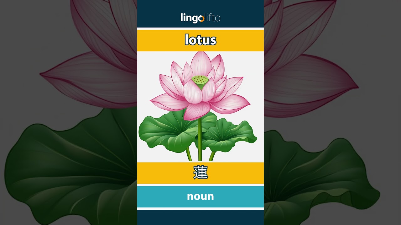 🇬🇧🇯🇵 lotus - 蓮 : learn English : 英語を学ぼう : vocabulary