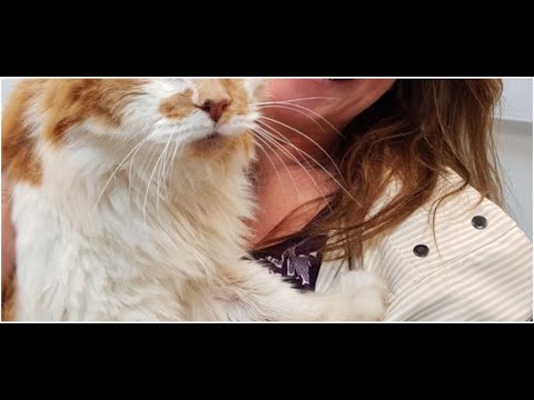 Wideo: Kot Z Oregonu Jest Najstarszym żyjącym Kotem Na świecie