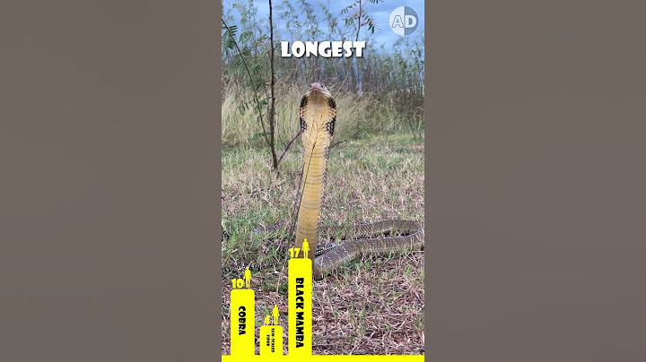 The Most Venomous Snakes on Earth – Ranked!