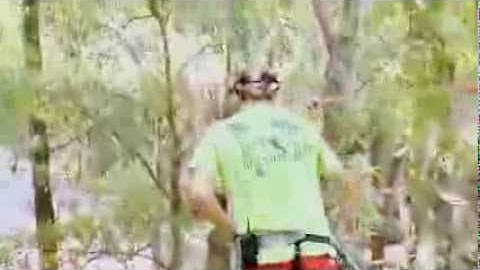 Tallahassee Museum Tree to Tree Adventures