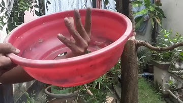 Unlocking the secret | air layering big trees