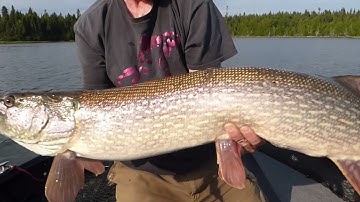 A COUPLE BIG NIPIGON PIKE.