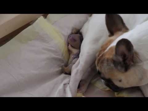 Video: Hvordan Heve En Fransk Bulldog