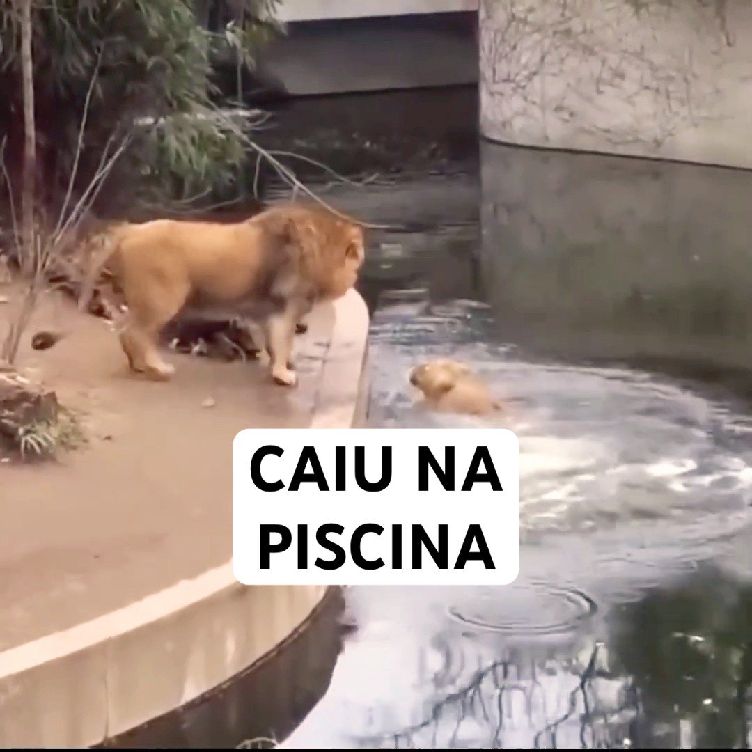 ELE CAIU NA PISCINA KKKKKK #shorts