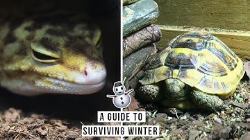 What is Brumation? And Why Do Reptiles Do it?