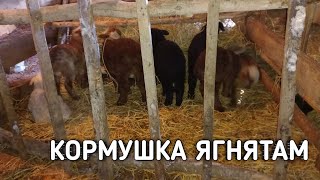 Кормушка для ягнят. Как кормить ягнят овец