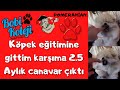 EVDE KÖPEK EĞİTİMİ NASIL VERİLİR? HİÇ DEN İNANILMAZA YAVRU POMERANİAN EĞİTİMİ.