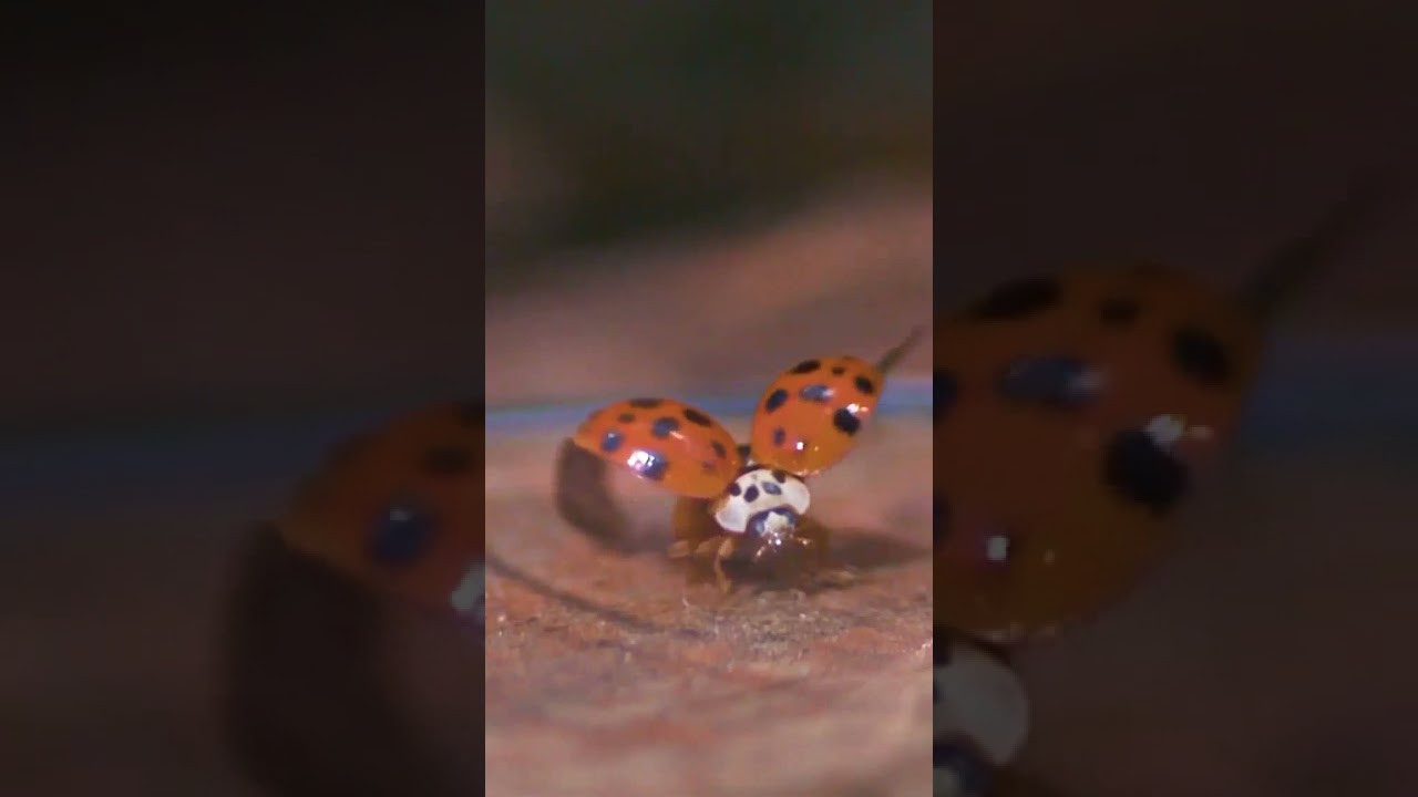 Lady beetle taking off in slow-mo. 