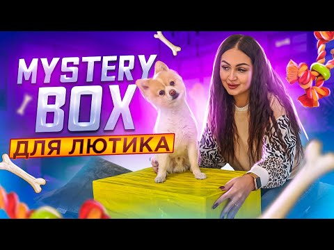 Купила MISTERY BOX для ЖИВОТНЫХ с AliExpress / Что ВНУТРИ? / Гаджеты для собак, Новинки для животных