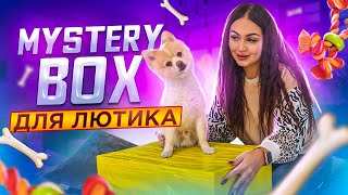 Купила MISTERY BOX для ЖИВОТНЫХ с AliExpress / Что ВНУТРИ? / Гаджеты для собак, Новинки для животных