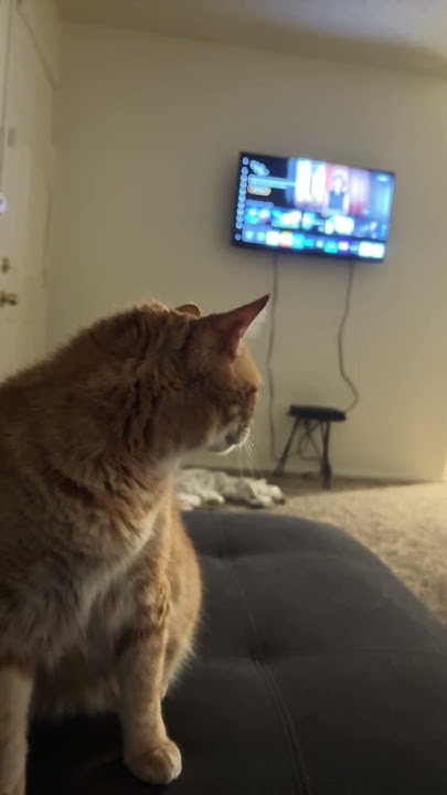 I’m alive I’m dead I’m watching TV I’m looking at you #trending #cat - Im Alive Im Dead Im Watching Tv Original