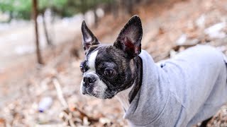 Boston Terrier breed specific legislation