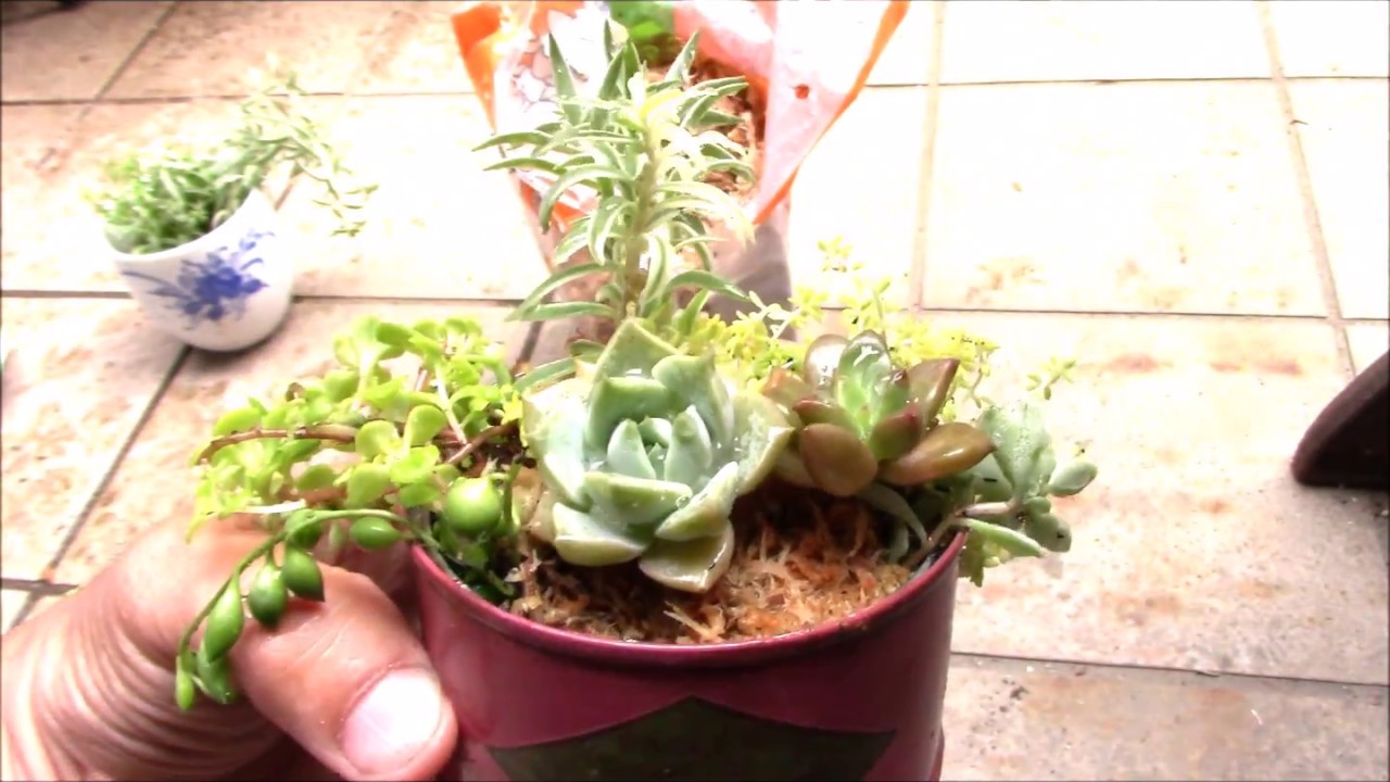 リメイク缶で多肉植物の寄せ植えSucculent Planting - YouTube