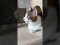 なにか見つけて喋ってる子猫 #子猫の成長記録 #子ネコ #野良猫から家猫へ