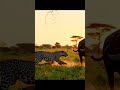 Buffalo Charges Leopard in Tree #shortvideo