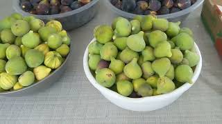 #инжир #figs Сбор основного урожая инжира. Около 18 килограммов.