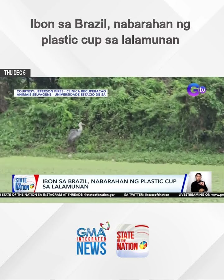 Ibon sa Brazil, nabarahan ng plastic cup sa lalamunan | SONA