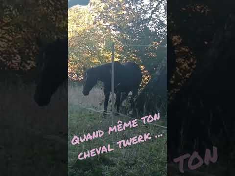 quand même ton cheval twerk