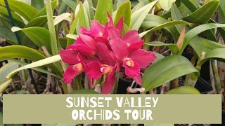 SUNSET VALLEY ORCHID TOUR