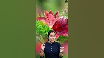 Class 11 Morphology of flowering plants  ka dhamaakedaar One shot video by Roshni Mam #shorts  #Bio