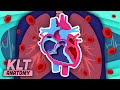 I am YOUR Heart | The Human Heart Song | KLT Anatomy