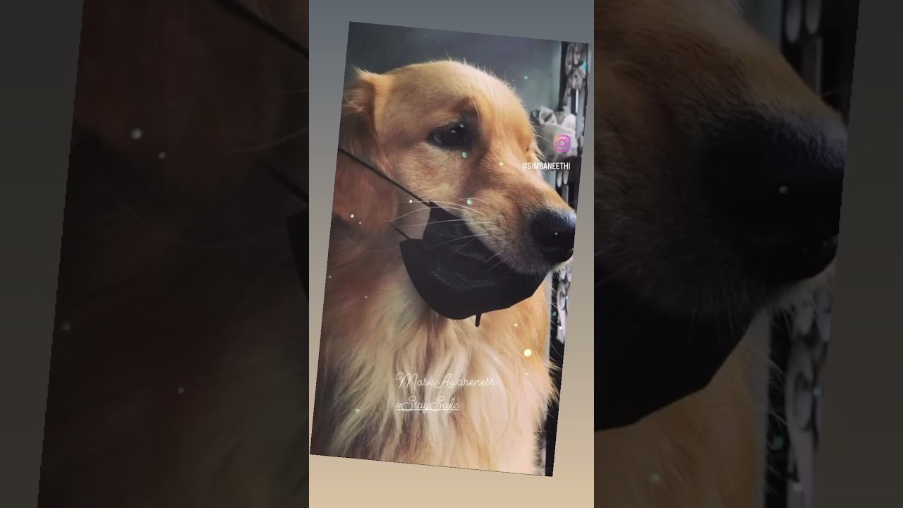 Mask Awareness 🐾
