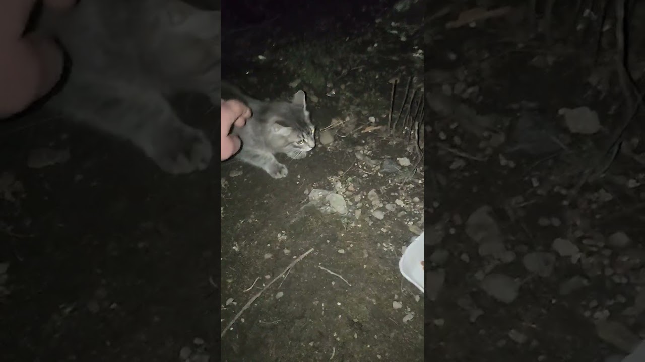 Опачки, ещё один котёнок!