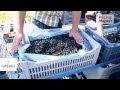 Сбор урожая черной смородины для производства продукции Giffard