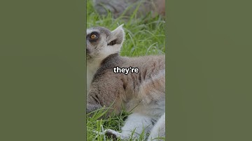 Did You Know This About Ring-Tailed Lemurs?