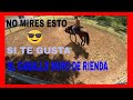 Como trabajar flexiones laterales con caballo EN MOVIMIENTO, PARTE 2 ( SERIE Dia 71 )