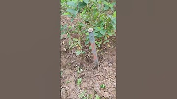 cây ổi dáng cụm rừng đẹp giá không đồng